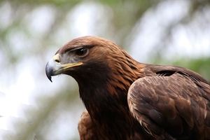 golden-eagle-2247269_960_720