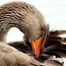 wild-goose-2260869_960_720