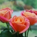 roses-2888589_960_720