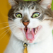 Funny_Cat_desktop_backgrounds