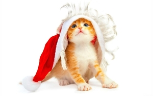 Santa_Claus_Kitty