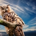 owl-591302_960_720