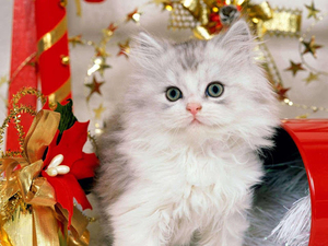 Christmas_Kitten