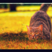 Domestic_cat_hunting-EFFECTS