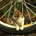 Kitten_cyclist