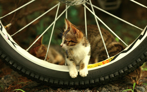 Kitten_cyclist