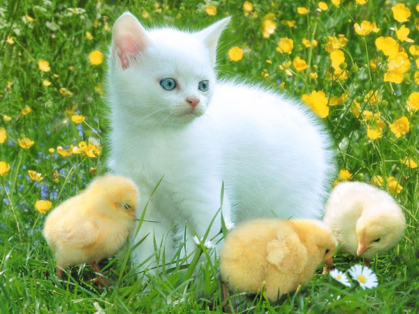 Kitty_and_Chicken_-_a_friends