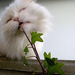 Persian_Longhair_Cat
