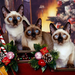 Siamese_Cat_family