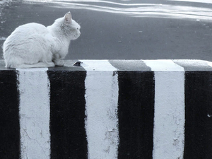 Striped_Cat