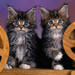 Two_little_kittens