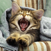 Animal-cat-pictures-kitten-wallpapers-hd-photos-kitten-wallpaper-