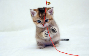 Animal-cat-pictures-kitten-wallpapers-hd-photos-kitten-wallpaper-