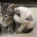 animal-hd-wallpaper-with-two-young-cats