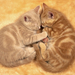 animal-wallpaper-with-two-kittens-sleeping-in-heart-shape