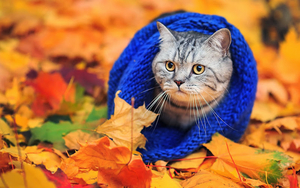 autumn-wallpaper-with-a-cat-in-a-blue-scarf-between-the-leaves