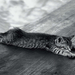 black-white-wallpaper-with-a-cat-on-a-table