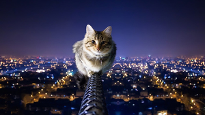 desktop-wallpaper-with-cat-above-the-city