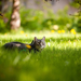 desktop-wallpaper-with-munchkin-cat-in-the-grass