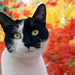 fall-wallpaper-with-black-white-cat-and-colored-autumn-leaves