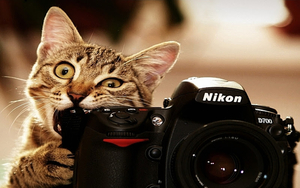 funny-animal-wallpaper-in-hd-with-cat-and-camera