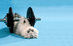 funny-wallpaper-with-a-cat-lifting-weights