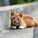 hd-wallpaper-red-homeless-cat-on-the-streets