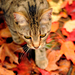 hd-wallpaper-with-a-cat-and-autumn-leaves