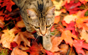 hd-wallpaper-with-a-cat-and-autumn-leaves