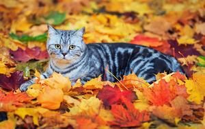 hd-wallpaper-with-a-cat-hiding-in-autumn-leaves