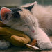 hd-wallpaper-with-sleeping-cat-with-his-toy