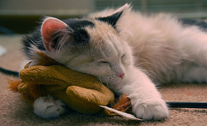 hd-wallpaper-with-sleeping-cat-with-his-toy