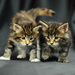 hd-wallpaper-with-two-little-kittens