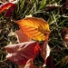 autumn-leaves-2913046_960_720
