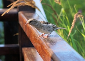 sparrow-2549829_960_720