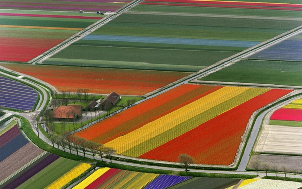 Holland_flower_fields