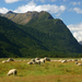 Eglinton_Valley_Sheep