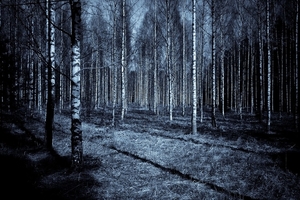 forest-2438745_960_720