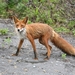 fox-2514540_960_720