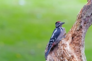 great-spotted-woodpecker-2398611_960_720