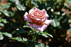 rose-2405966_960_720