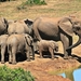 elephant-animal-herd-of-elephants-elephant-family