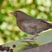 blackbird-2381544_960_720
