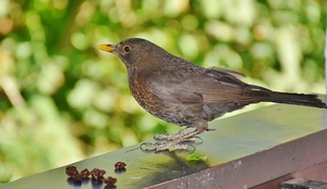 blackbird-2381544_960_720