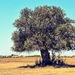olive-tree-2502162_960_720