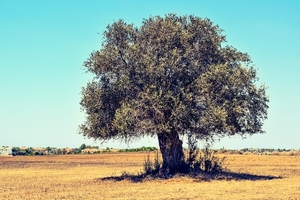 olive-tree-2502162_960_720
