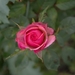 rose-2474634_960_720