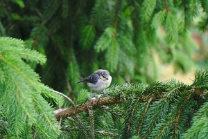 fledgling-2384598_960_720