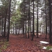 forest-2631637_960_720