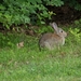 rabbit-2454251_960_720